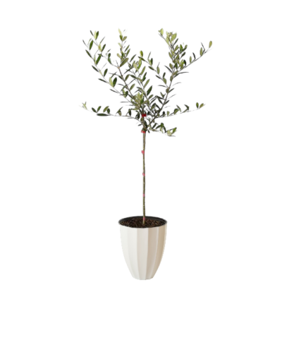 Arbequina Olive Tree
